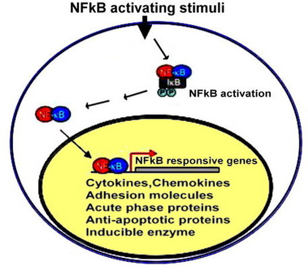 NF-κB是發炎的總開關