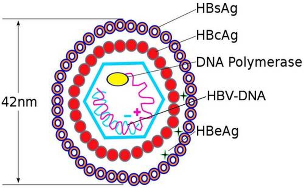 GOT、GPT正常，肝就正常？