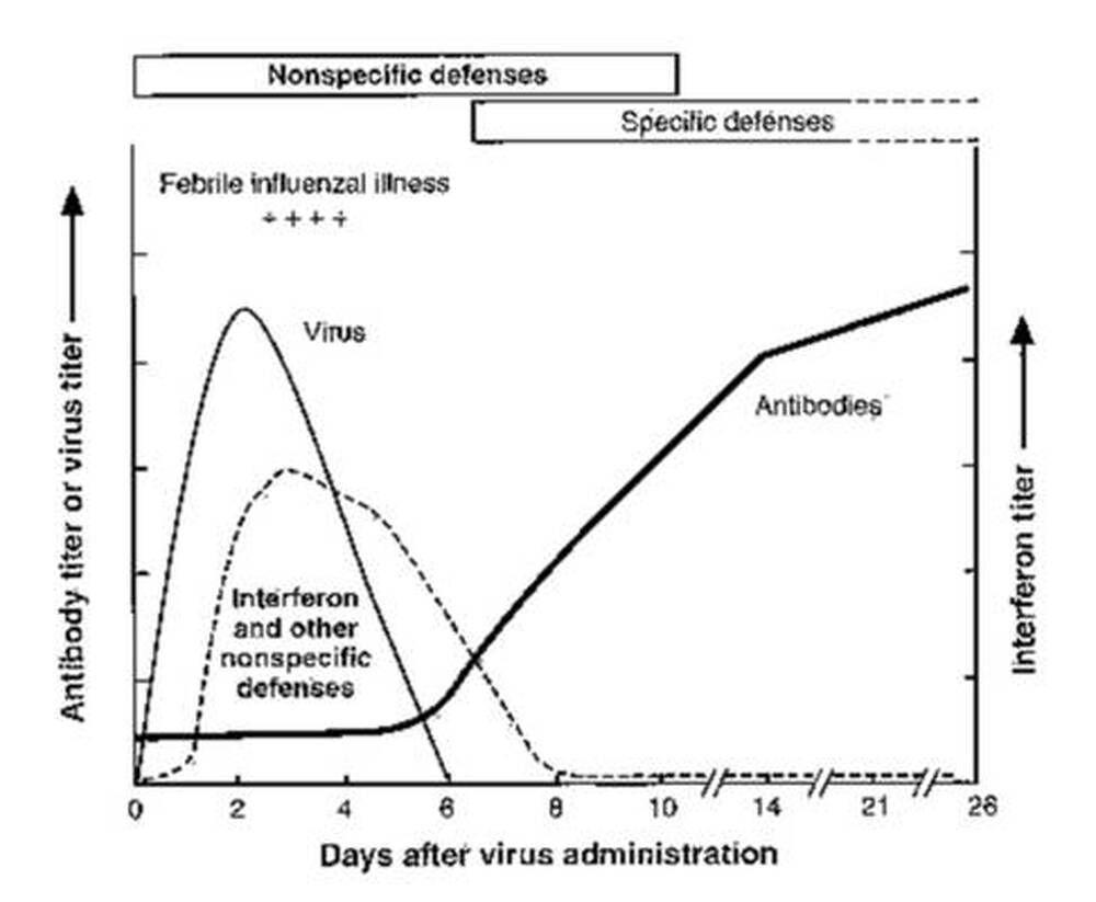 干擾素抗病毒感染