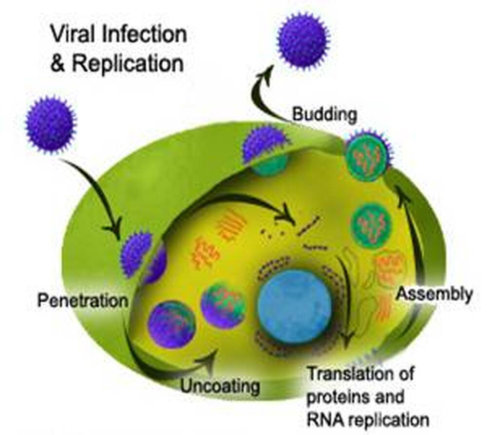 抗腸病毒71型IgY的作用原理