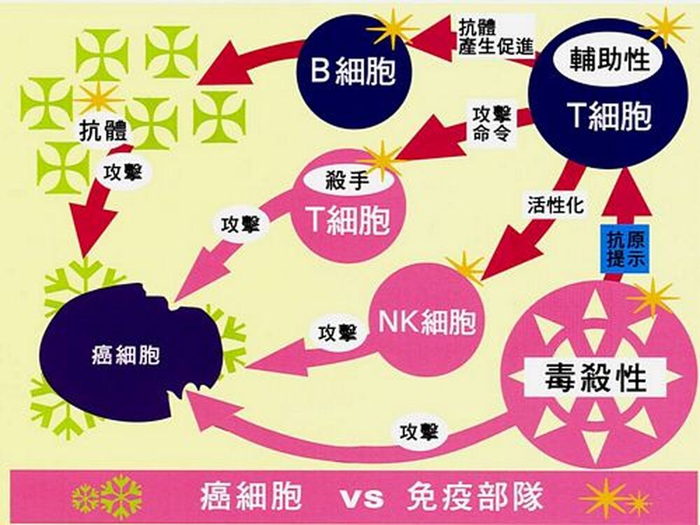 傳輸因子與免疫調節